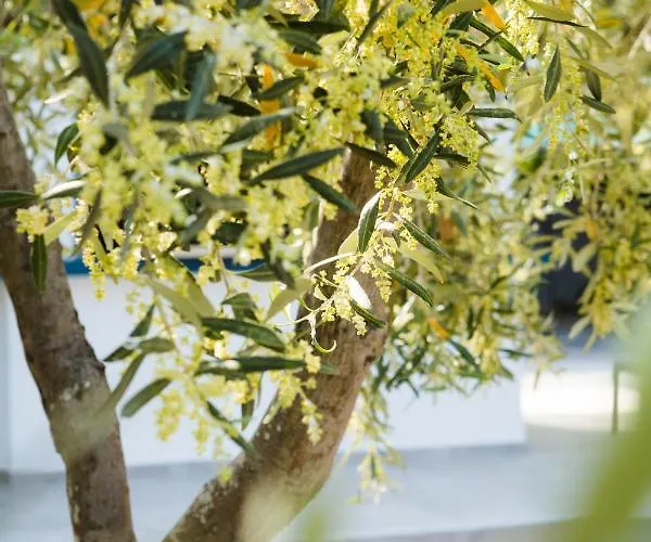 A. & C. Michailidi *