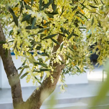 A. & C. Michailidi *